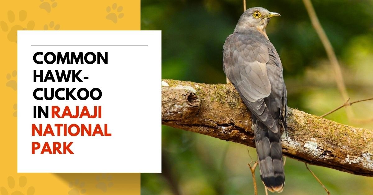 Common Hawk-Cuckoo in Rajaji National Park
