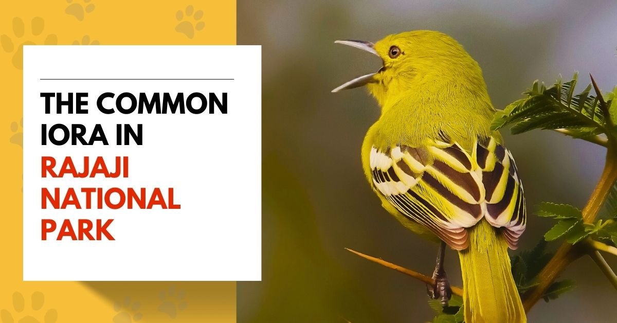 The Common Iora in Rajaji National Park