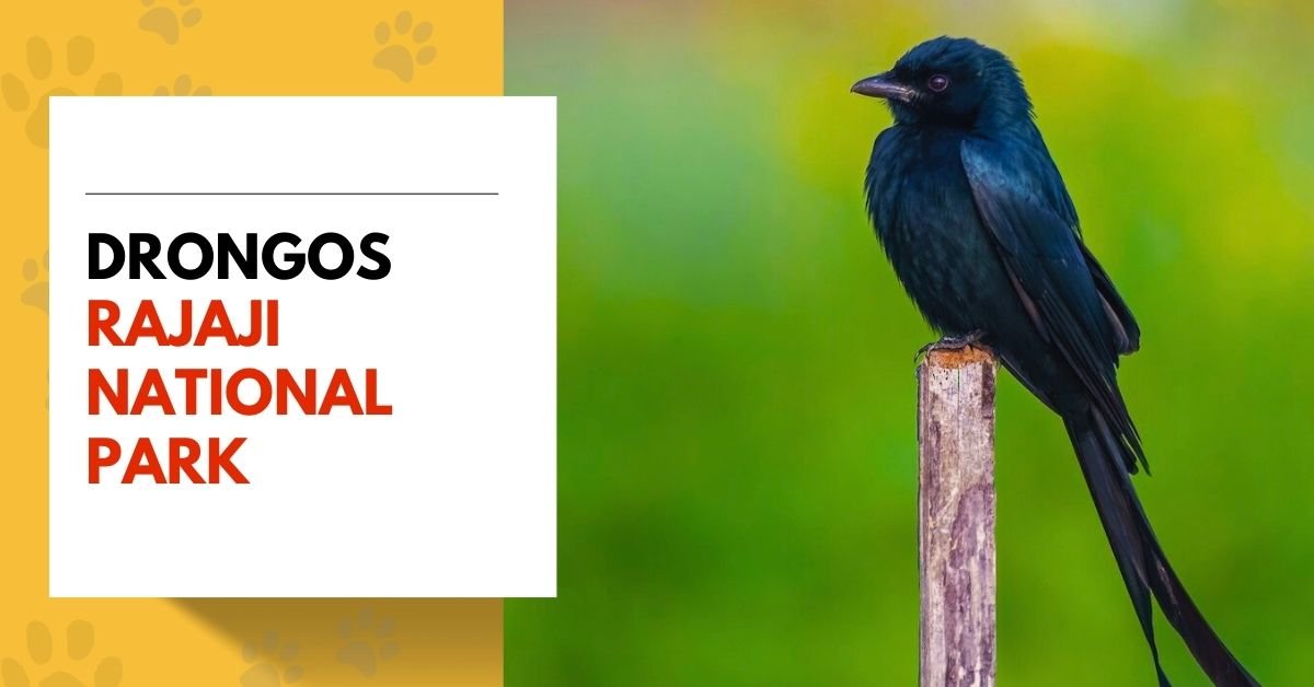 Drongos in Rajaji National Park | A Comprehensive Study