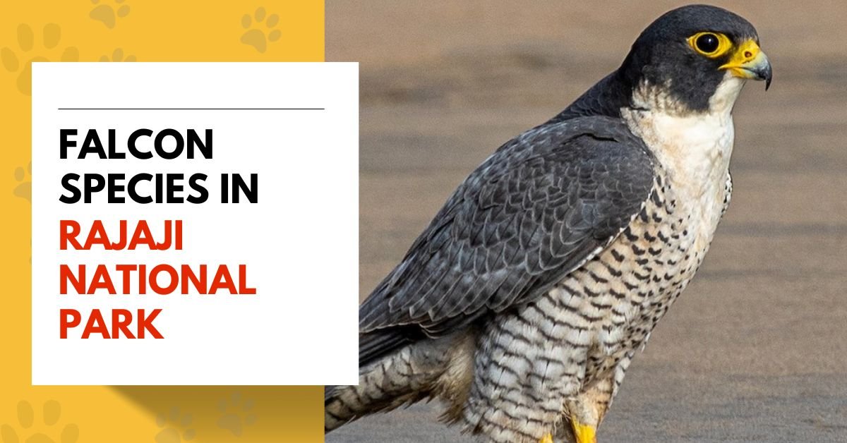Falcon Species in Rajaji National Park