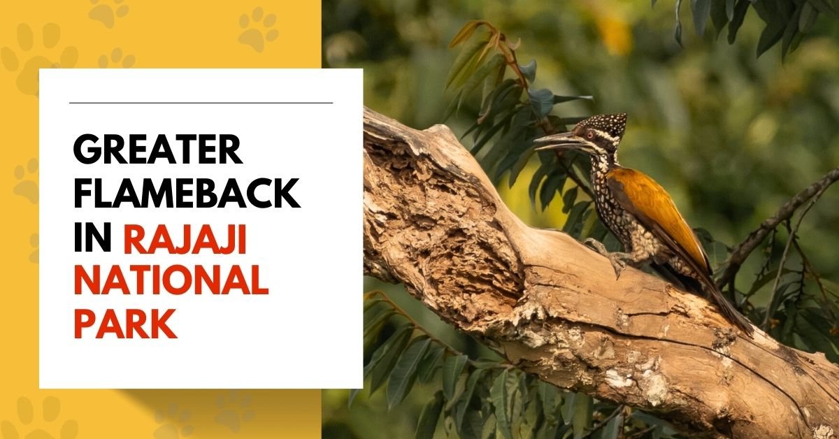 Greater Flameback