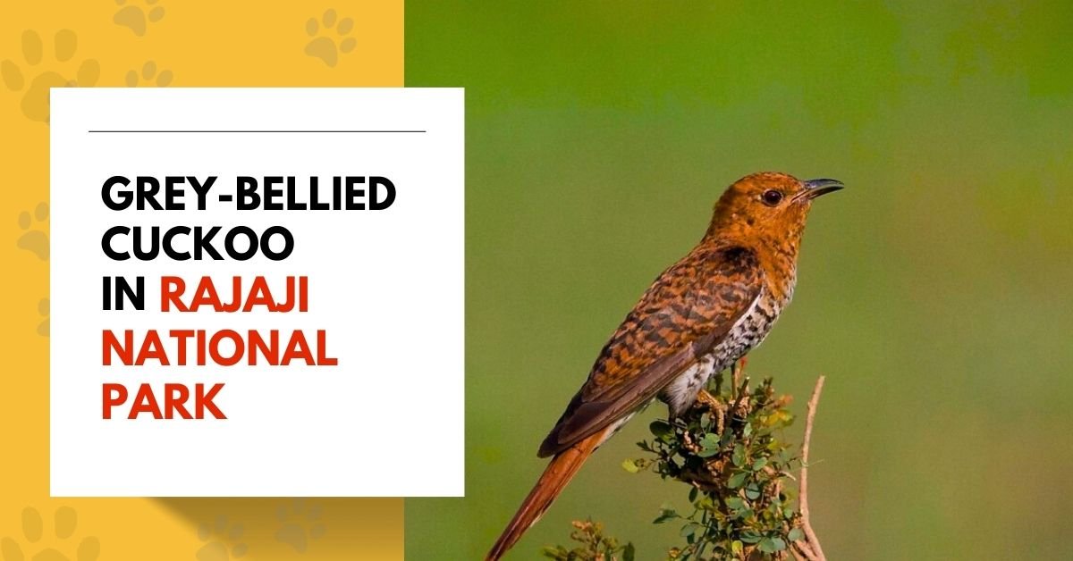 Grey-Bellied Cuckoo in Rajaji National Park