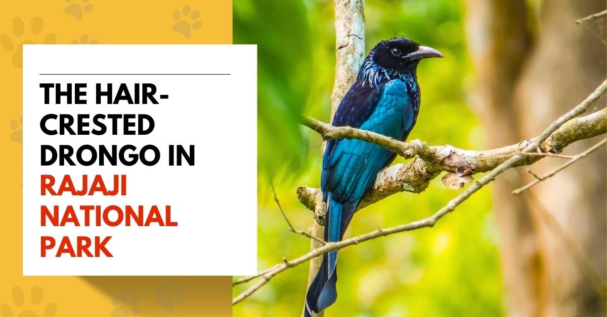 The Hair-Crested Drongo in Rajaji National Park