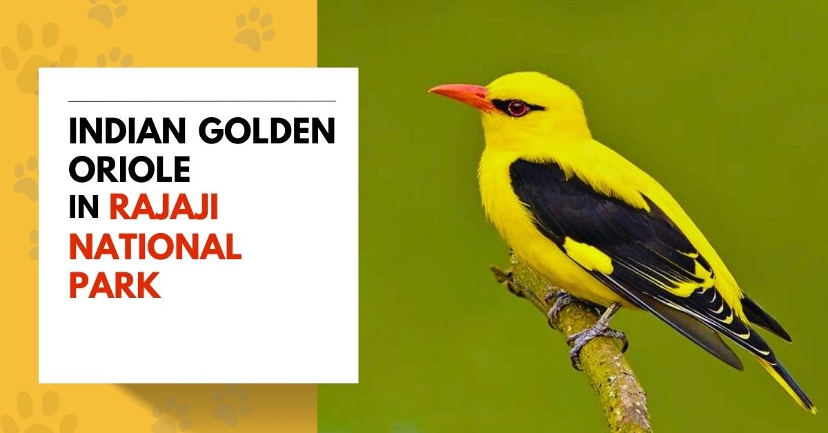 Indian Golden Oriole