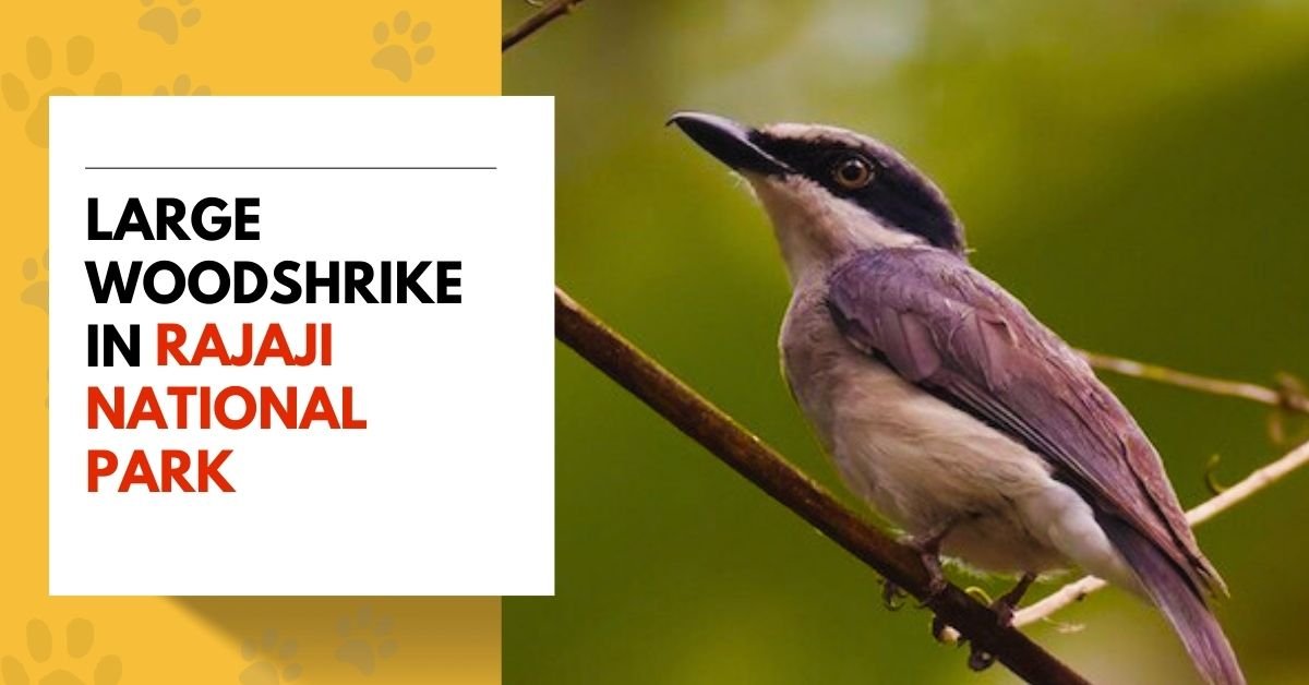 Large Woodshrike in Rajaji National Park