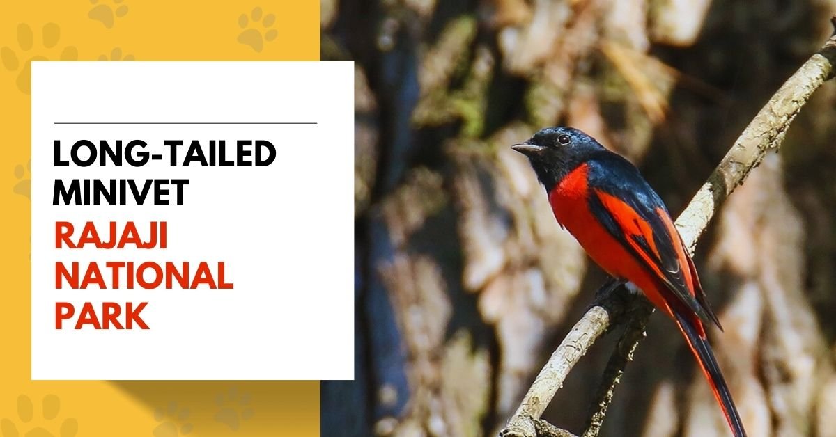 The Long-Tailed Minivet in Rajaji National Park