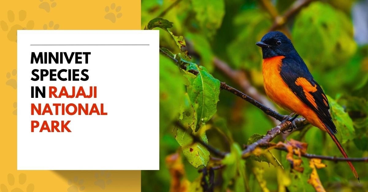 Minivet Species