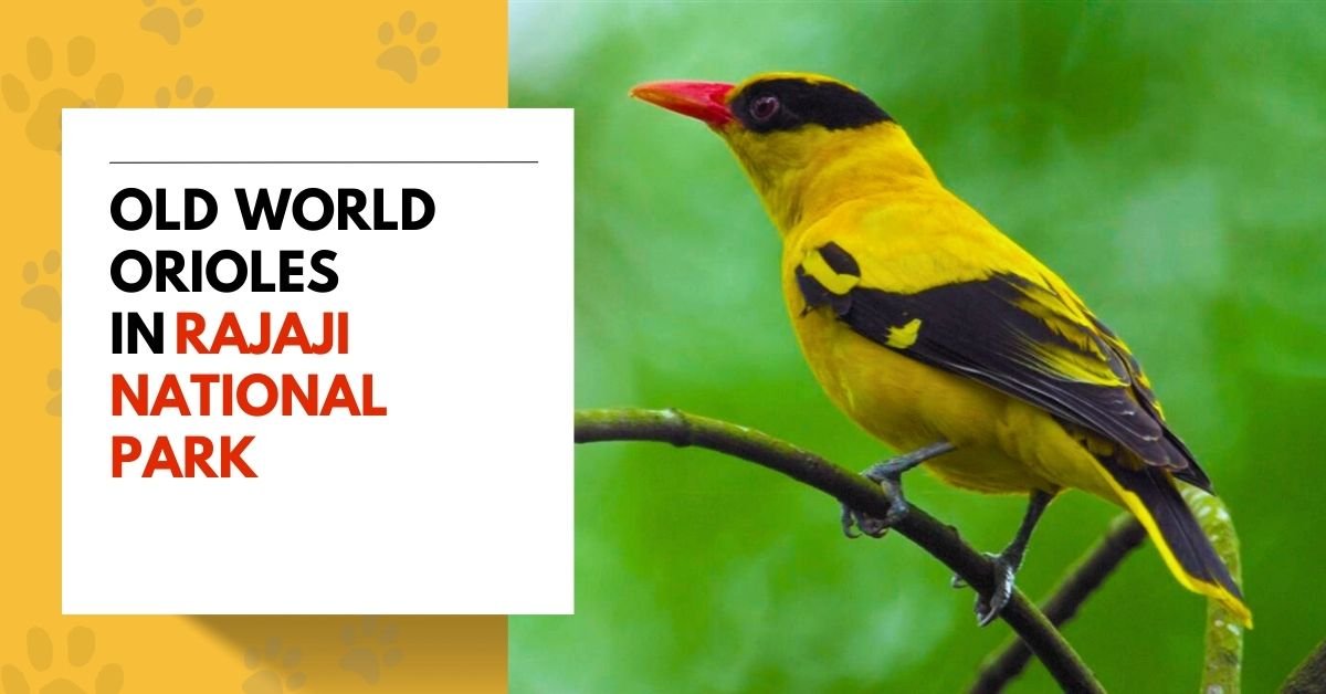 Old World Orioles
