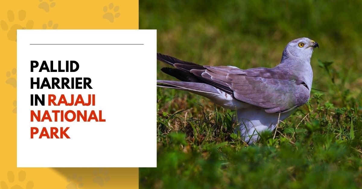 Pallid-Harrier