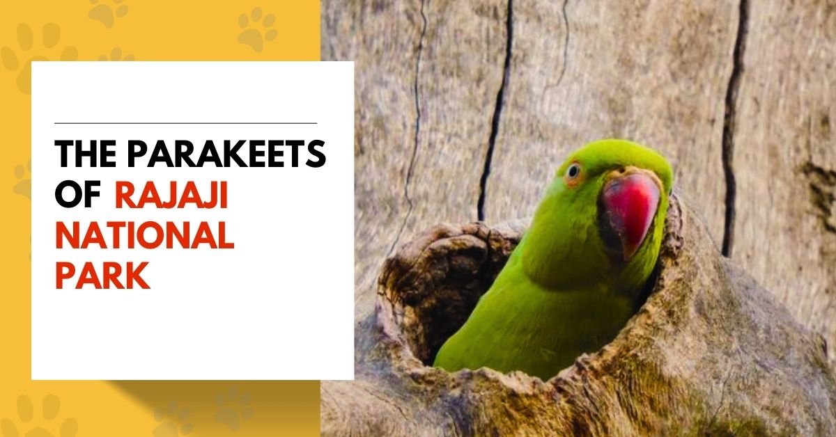 Parakeets of Rajaji National Park