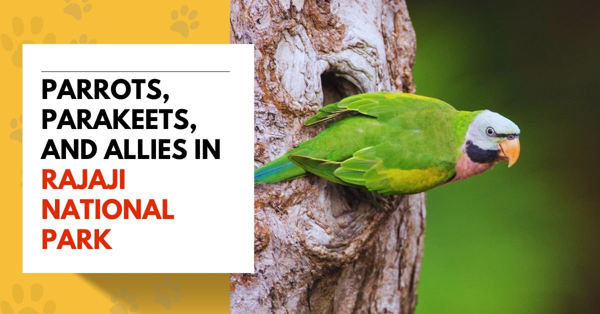 Parrots, Parakeets, and Allies in Rajaji National Park