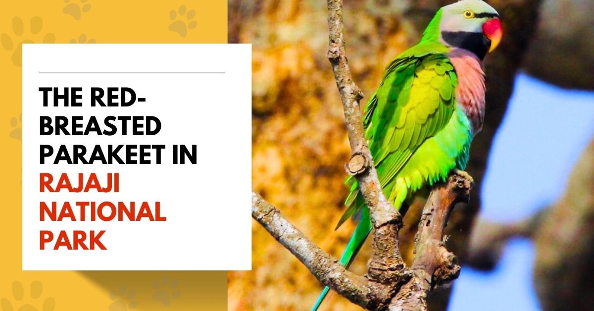 Red-Breasted Parakeet in Rajaji National Park