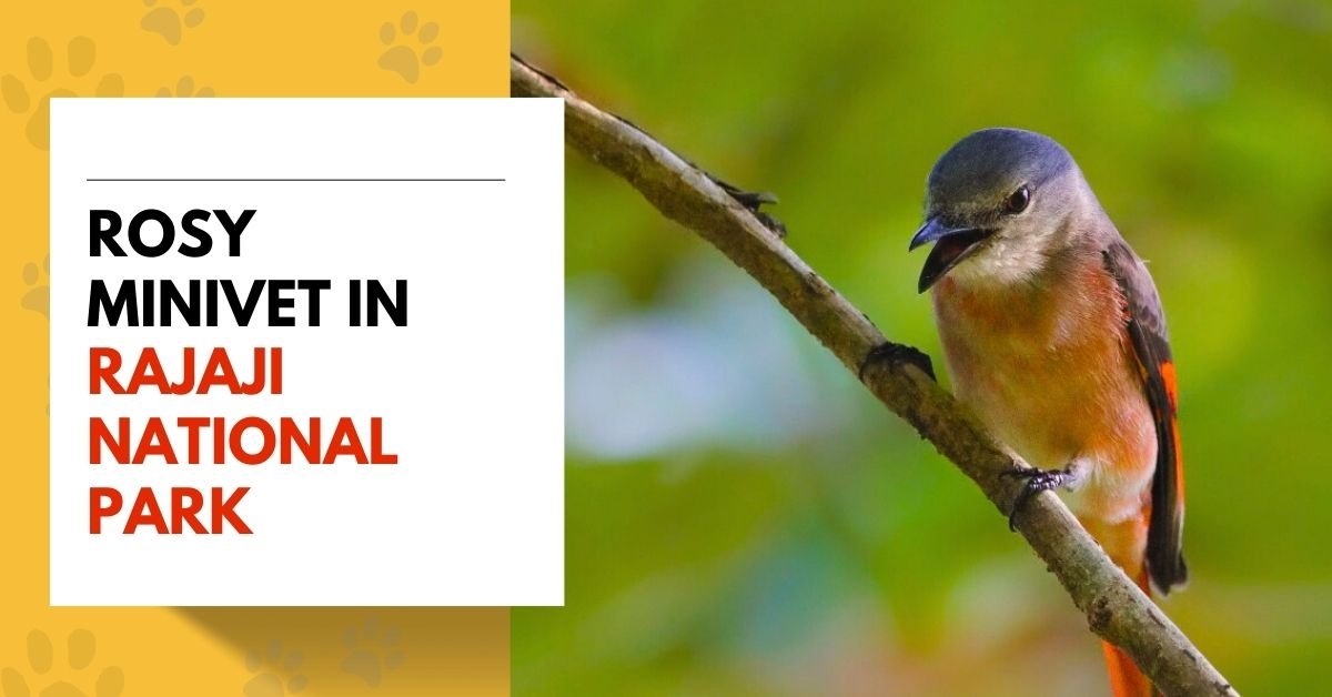 Rosy Minivet in Rajaji National Park