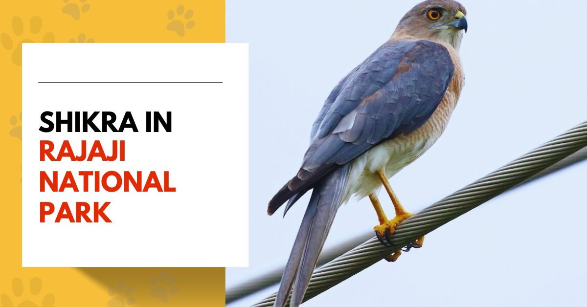 Shikra | The Unseen Master of the Skies