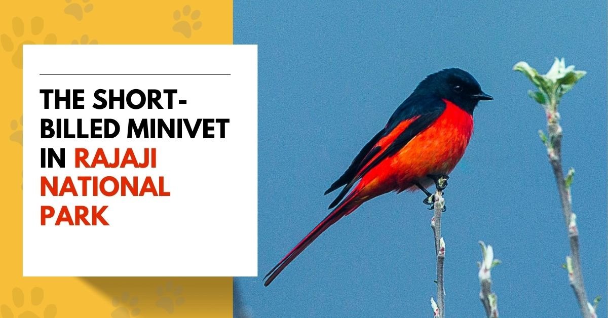 The Short-Billed Minivet in Rajaji National Park