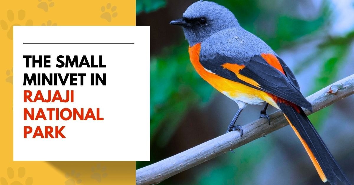 The Small Minivet in Rajaji National Park