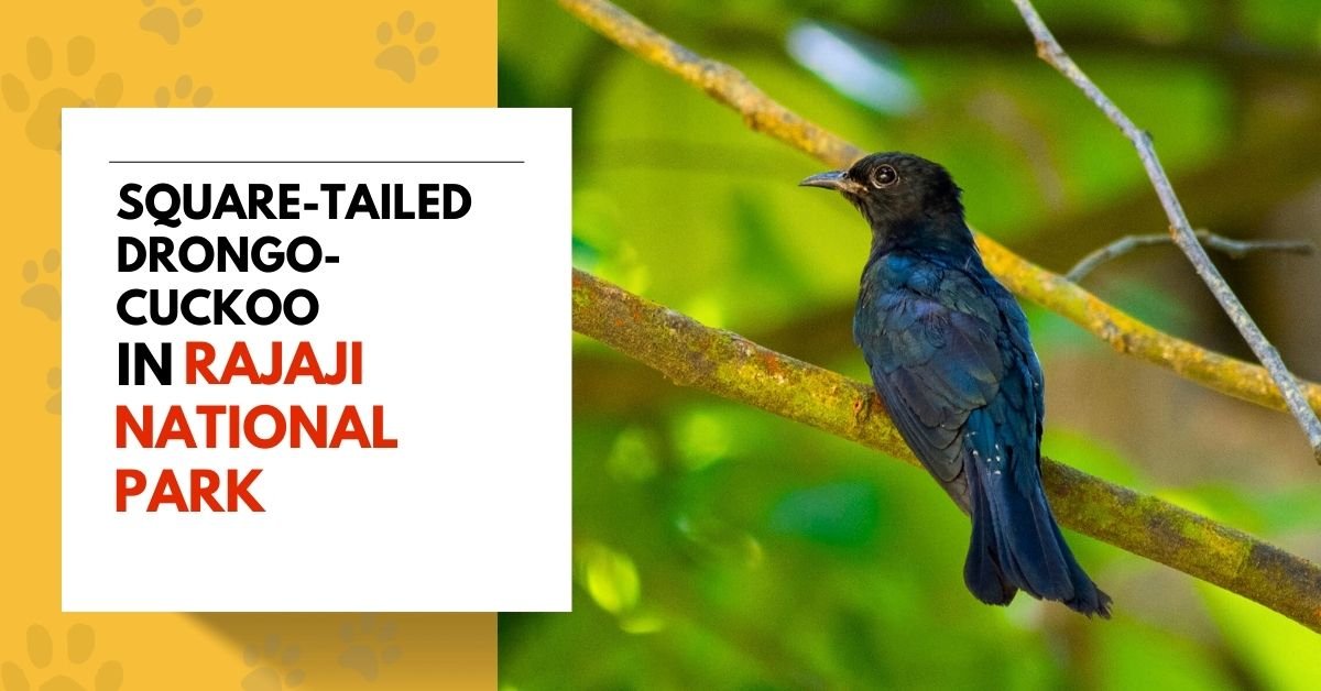 Square-Tailed Drongo-Cuckoo