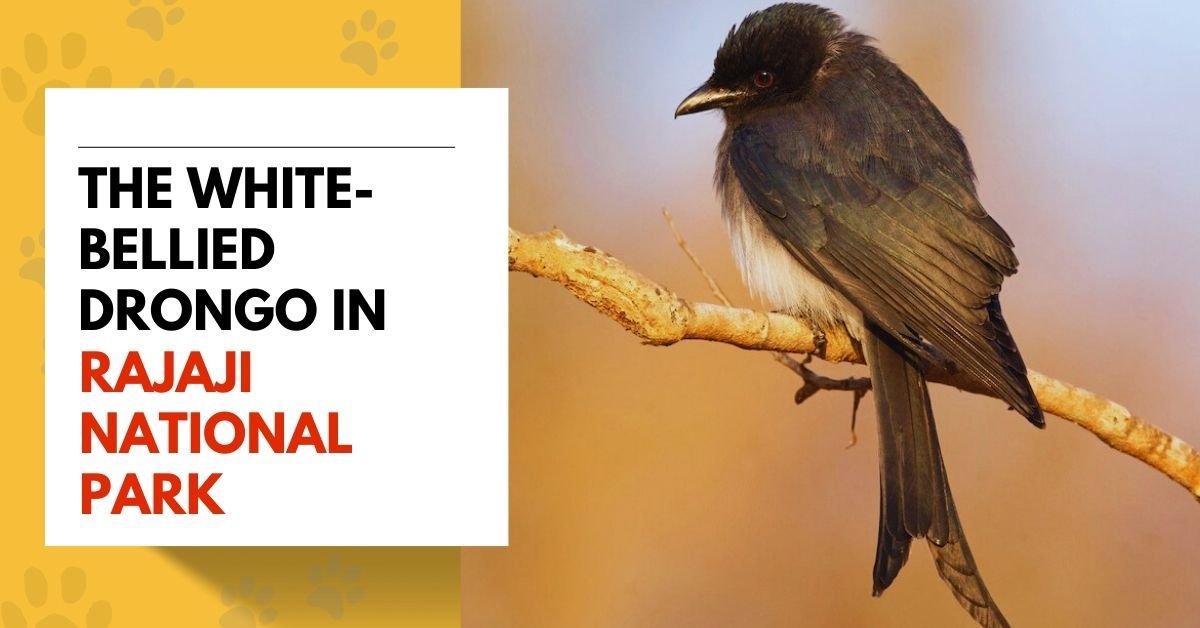 The White-bellied Drongo in Rajaji National Park