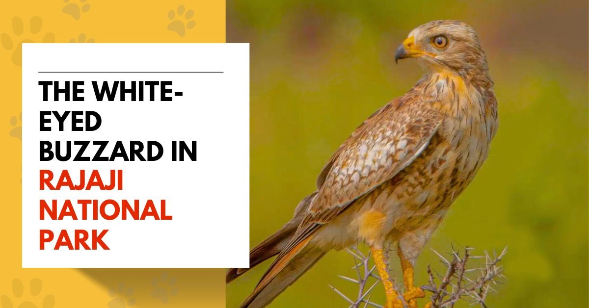 The White-Eyed Buzzard in Rajaji National Park