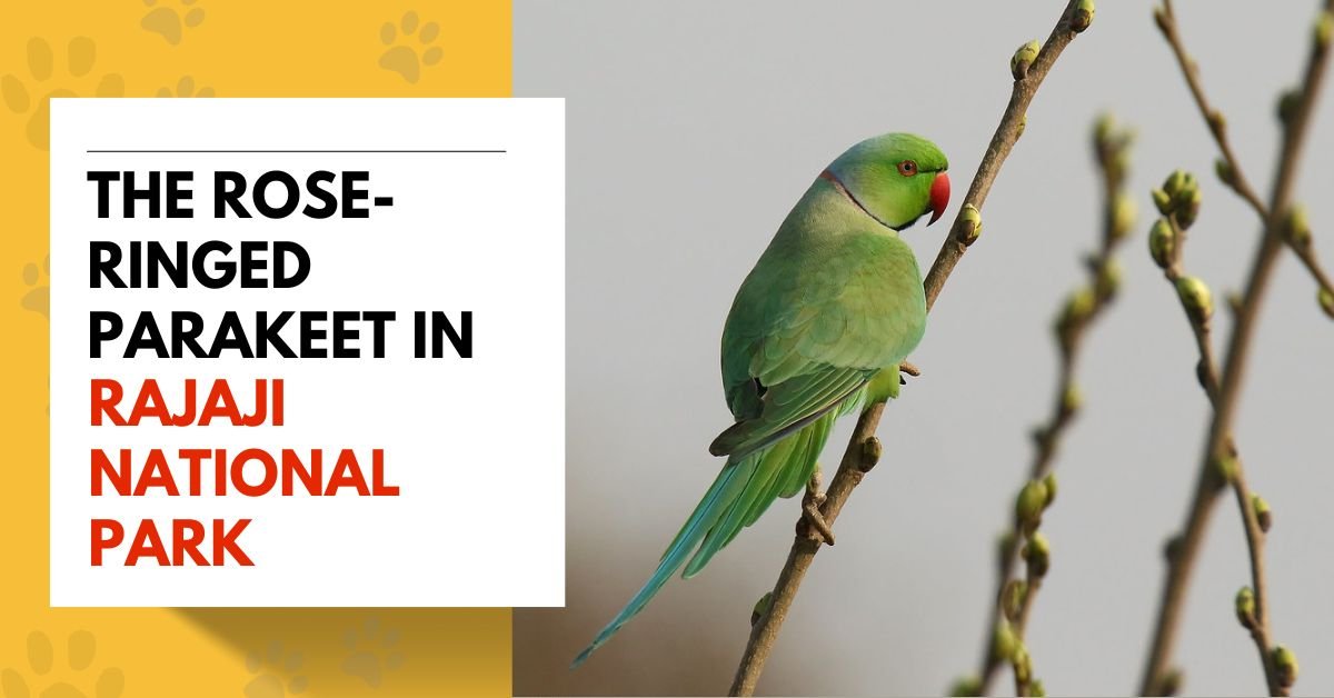 The Rose-Ringed Parakeet in Rajaji National Park