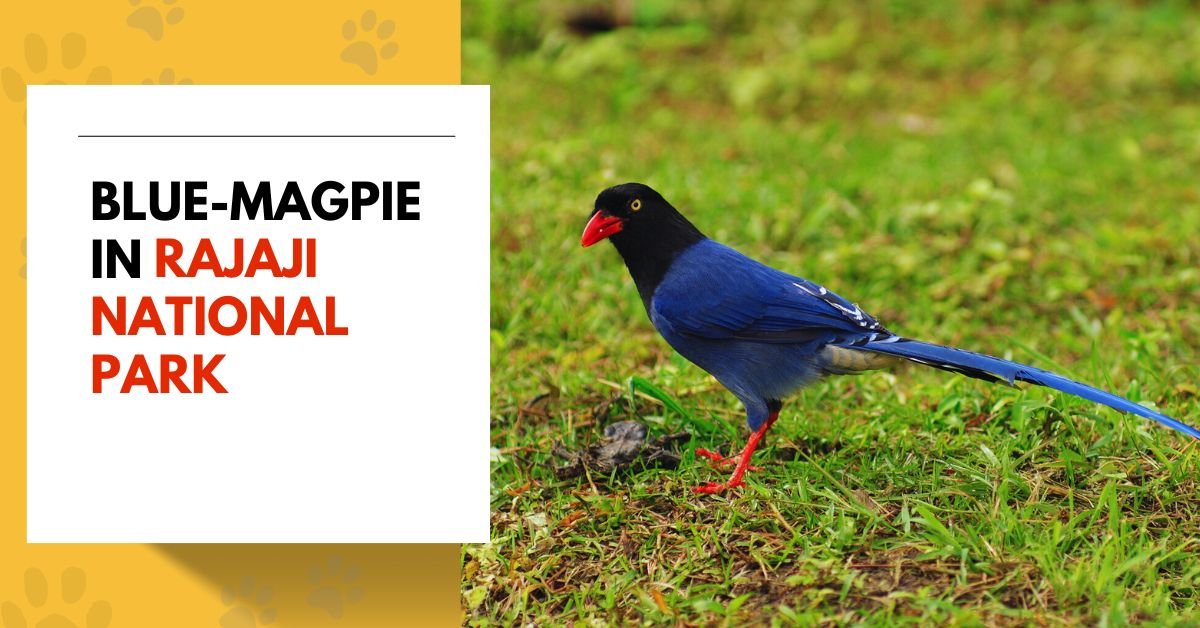 Blue Magpie
