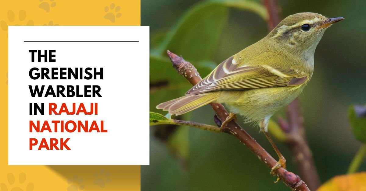 The Greenish Warbler in Rajaji National Park