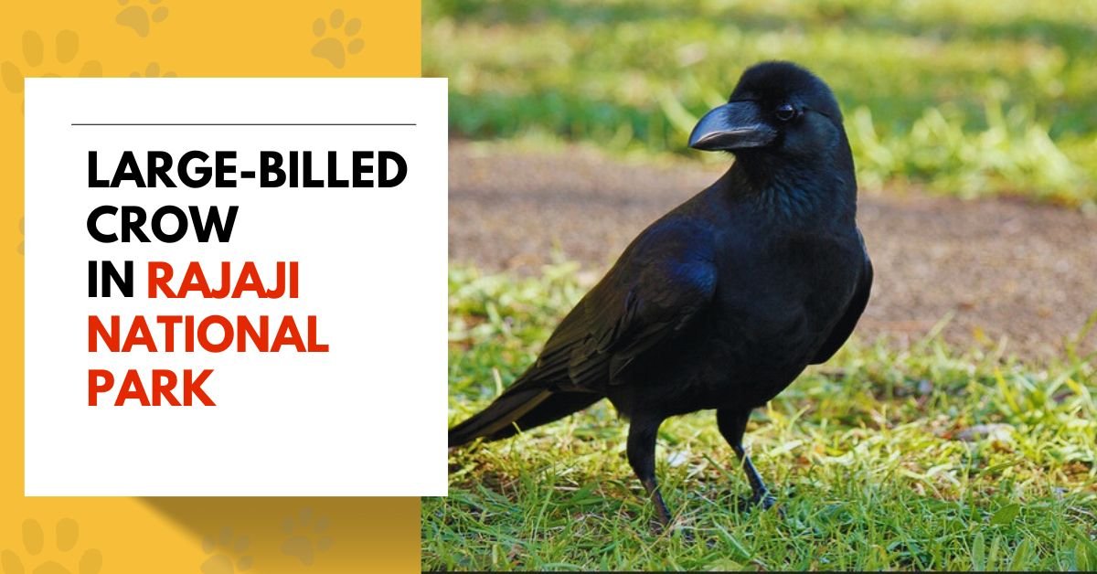 Large-billed Crow