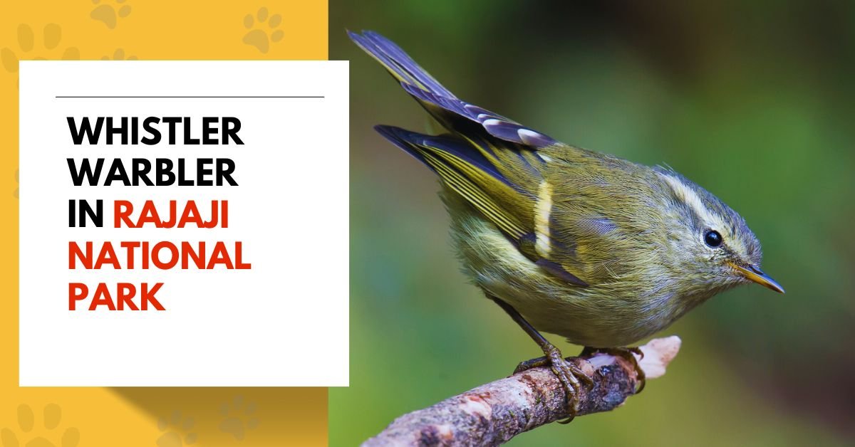 Whistler Warbler in Rajaji National Park