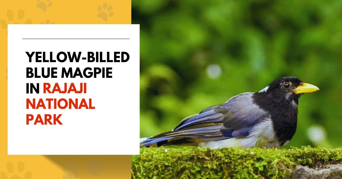 Yellow-Billed Blue Magpie