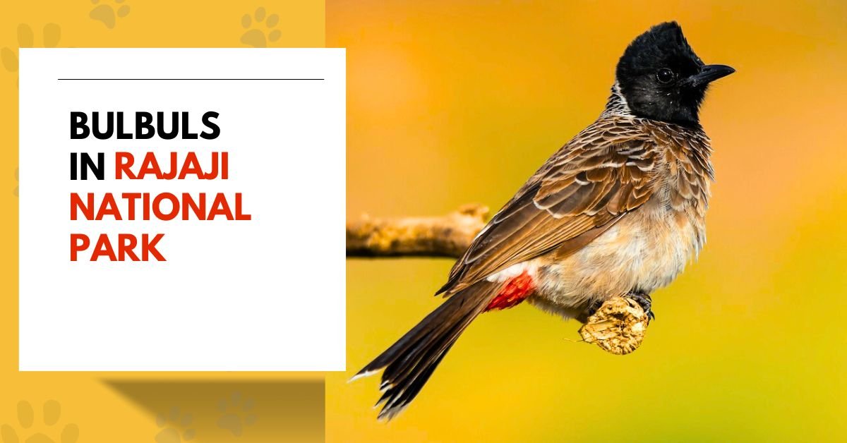 Bulbuls