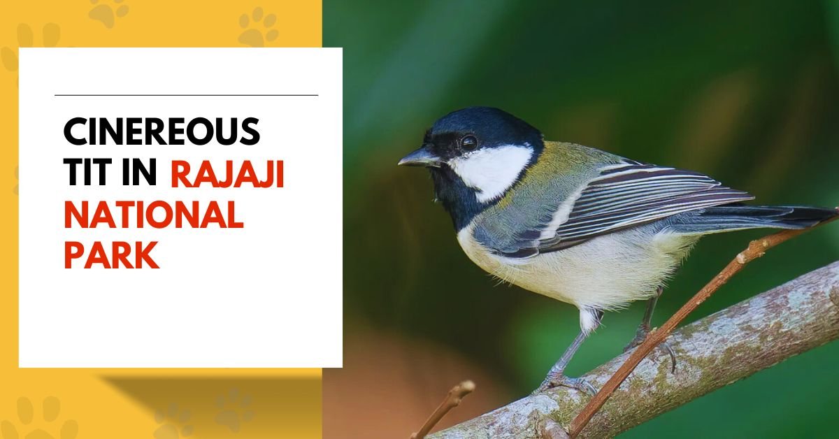 Cinereous Tit