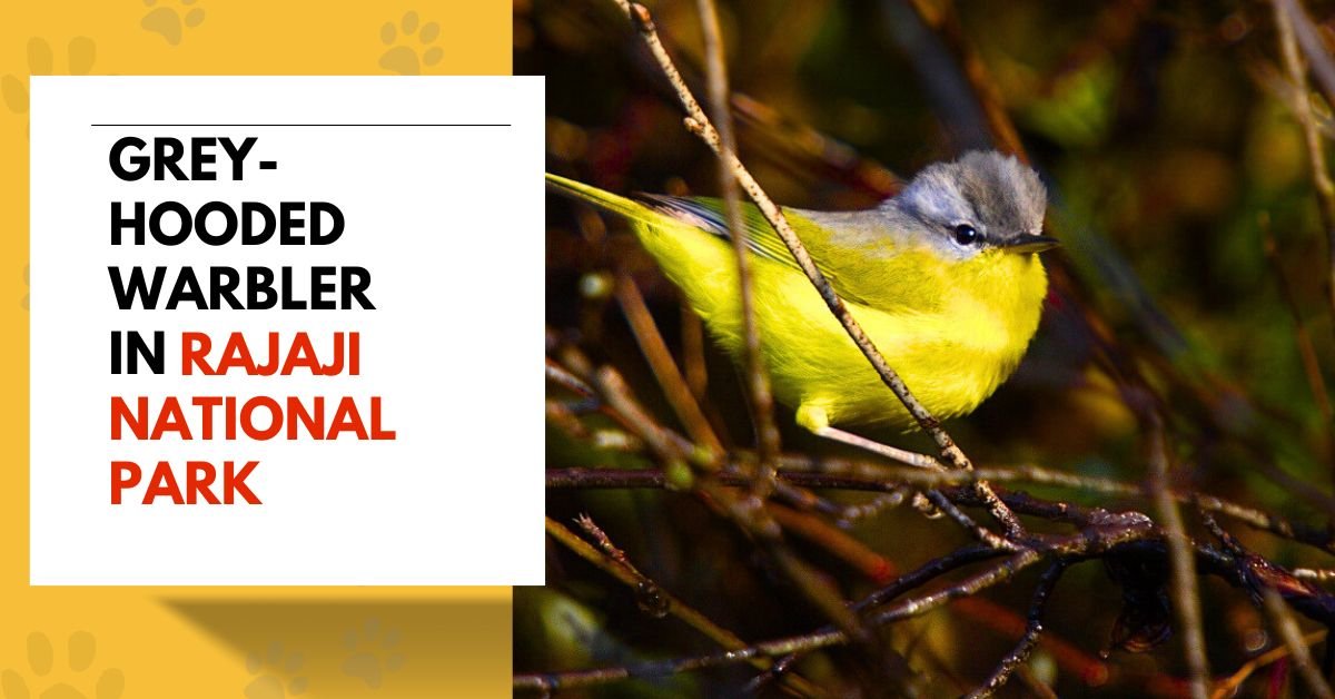 Grey-hooded Warbler