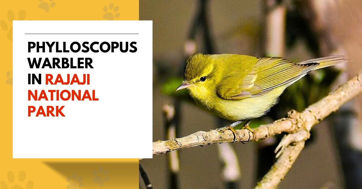 Phylloscopus warblers