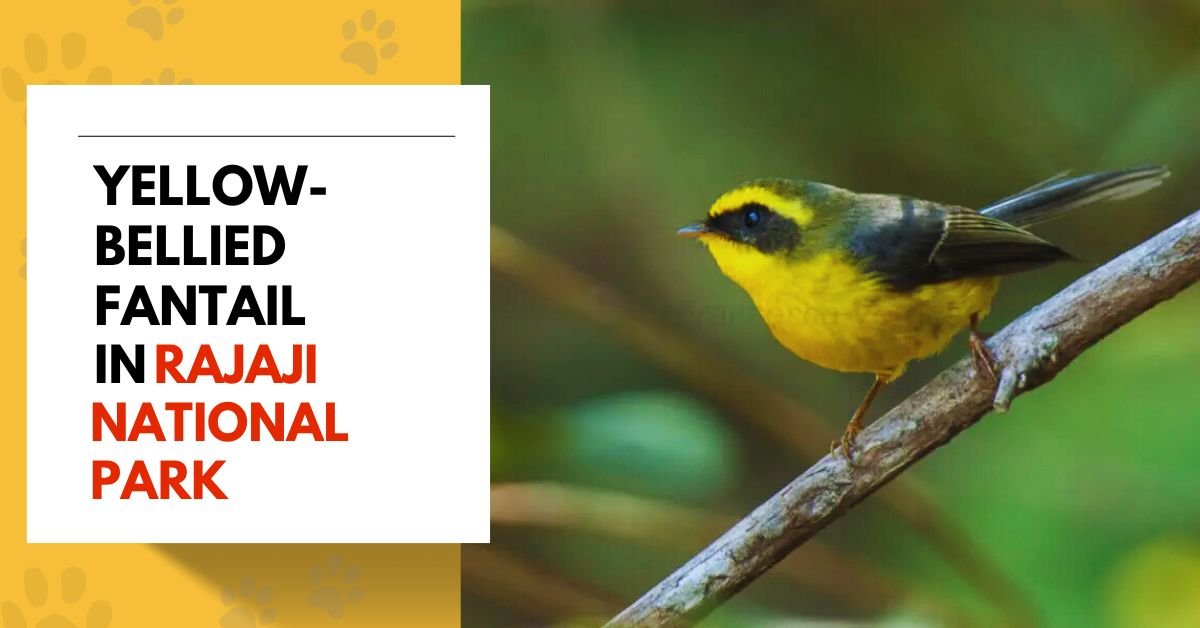 Yellow-bellied Fantail